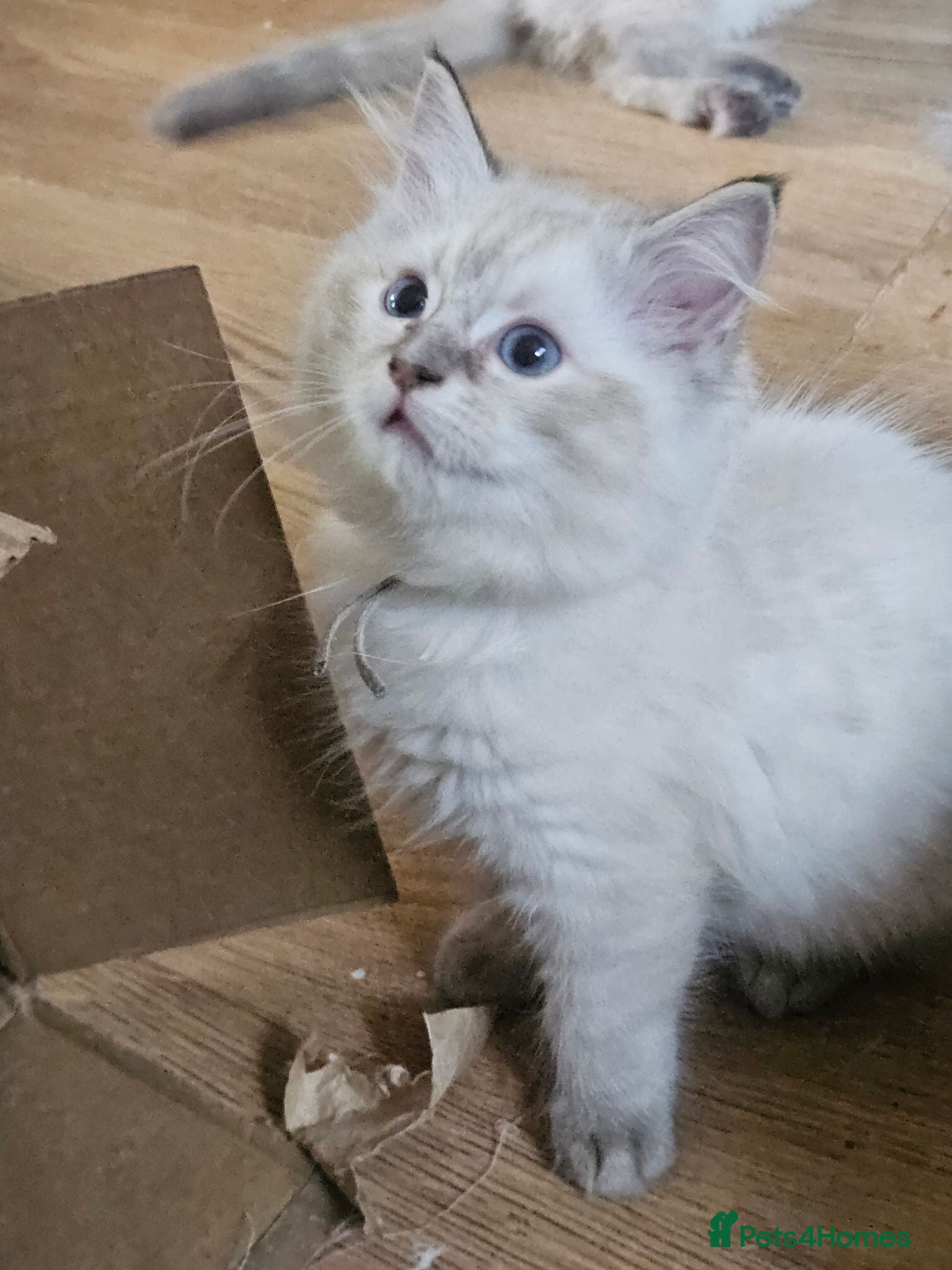 Ragdoll cats Beautiful Ragdoll kittens - Advert 1