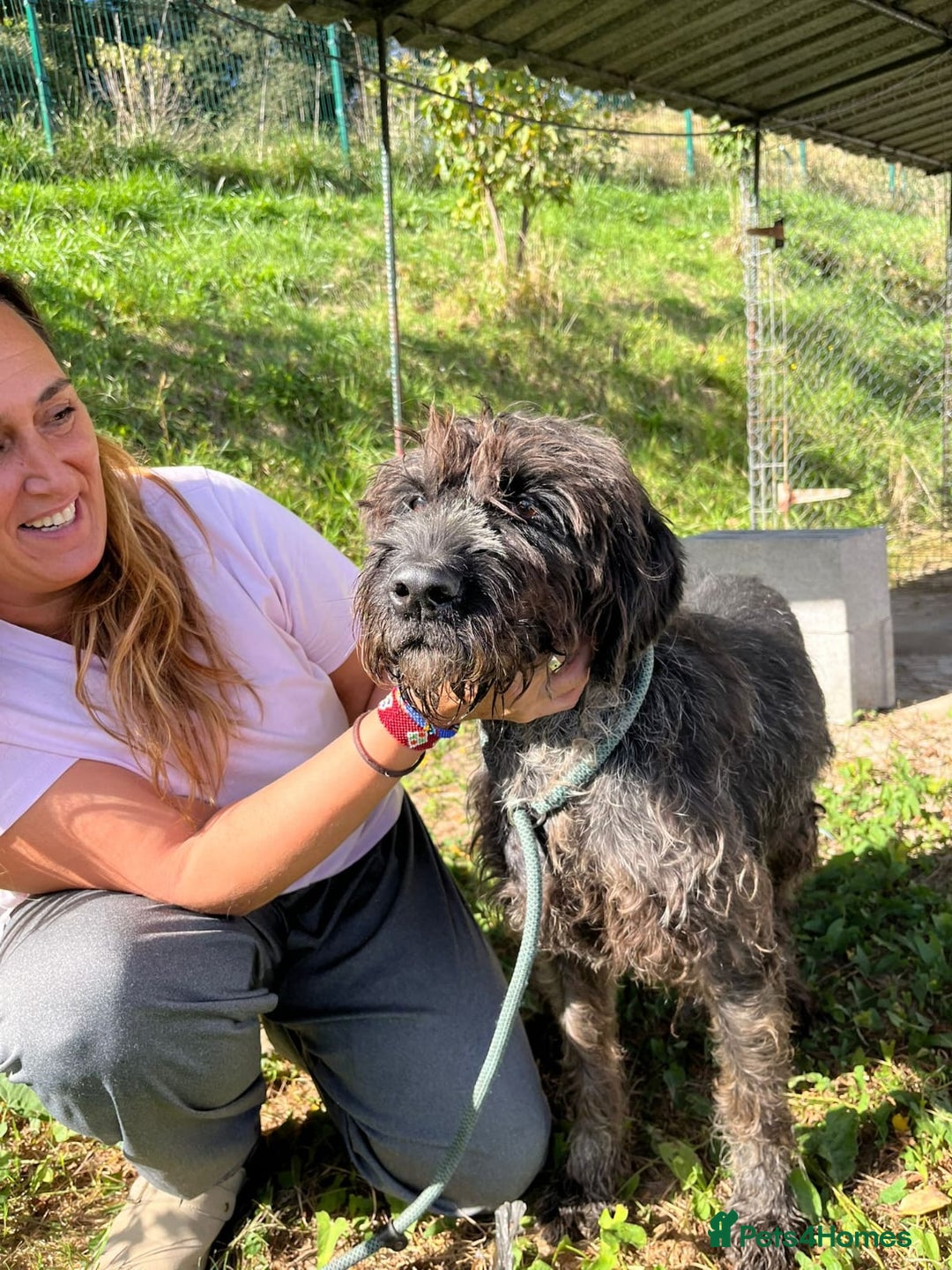 German Wirehaired Pointer dogs for adoption: German Wirehaired Pointer Orla  - Advert 3