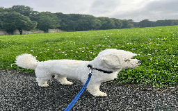 Maltese dogs for stud: Meet Miko! - Image 7