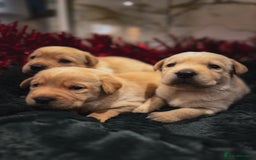 Labrador Retriever dogs for sale: Gorgeous Half Show KC Labrador Retriever Puppies - Advert 1