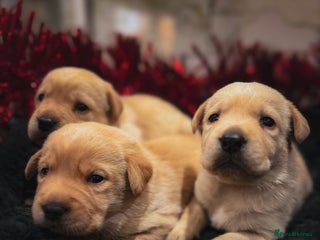 Labrador Retriever dogs for sale: Gorgeous Half Show KC Labrador Retriever Puppies - Advert 1