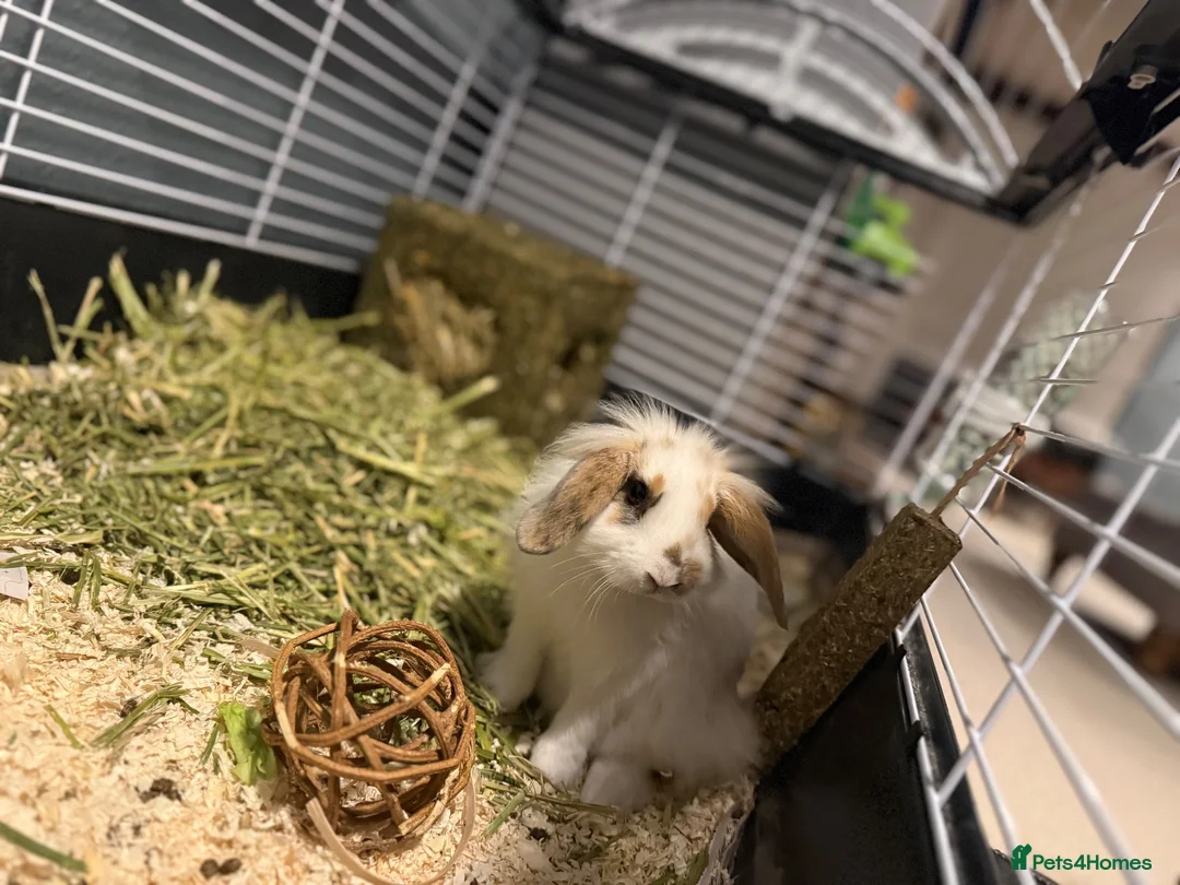 Lionhead rabbits for sale: Lion head  in St Albans - Advert 2