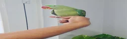 Parrots birds for sale: Beautiful hand tamed parrots for sale  - Advert 3