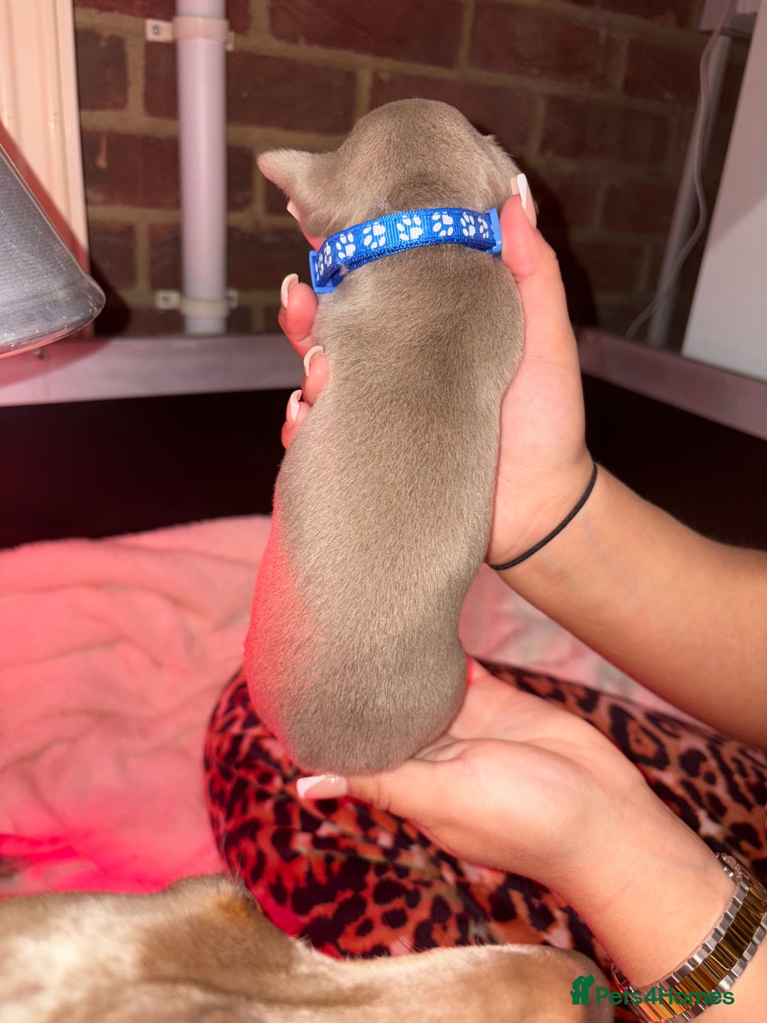 Miniature Dachshund dogs for sale: 4 Beautiful isabella Tan&Dapple mini dachshunds - Advert 8