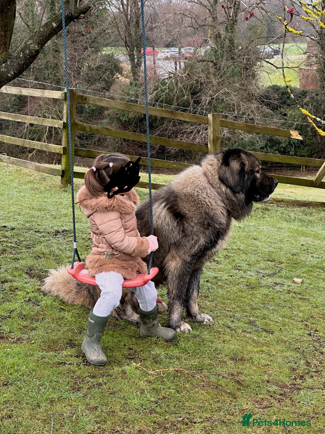 Caucasian Shepherd Dog dogs for sale: Caucasion Shepherd Puppies - Advert 7