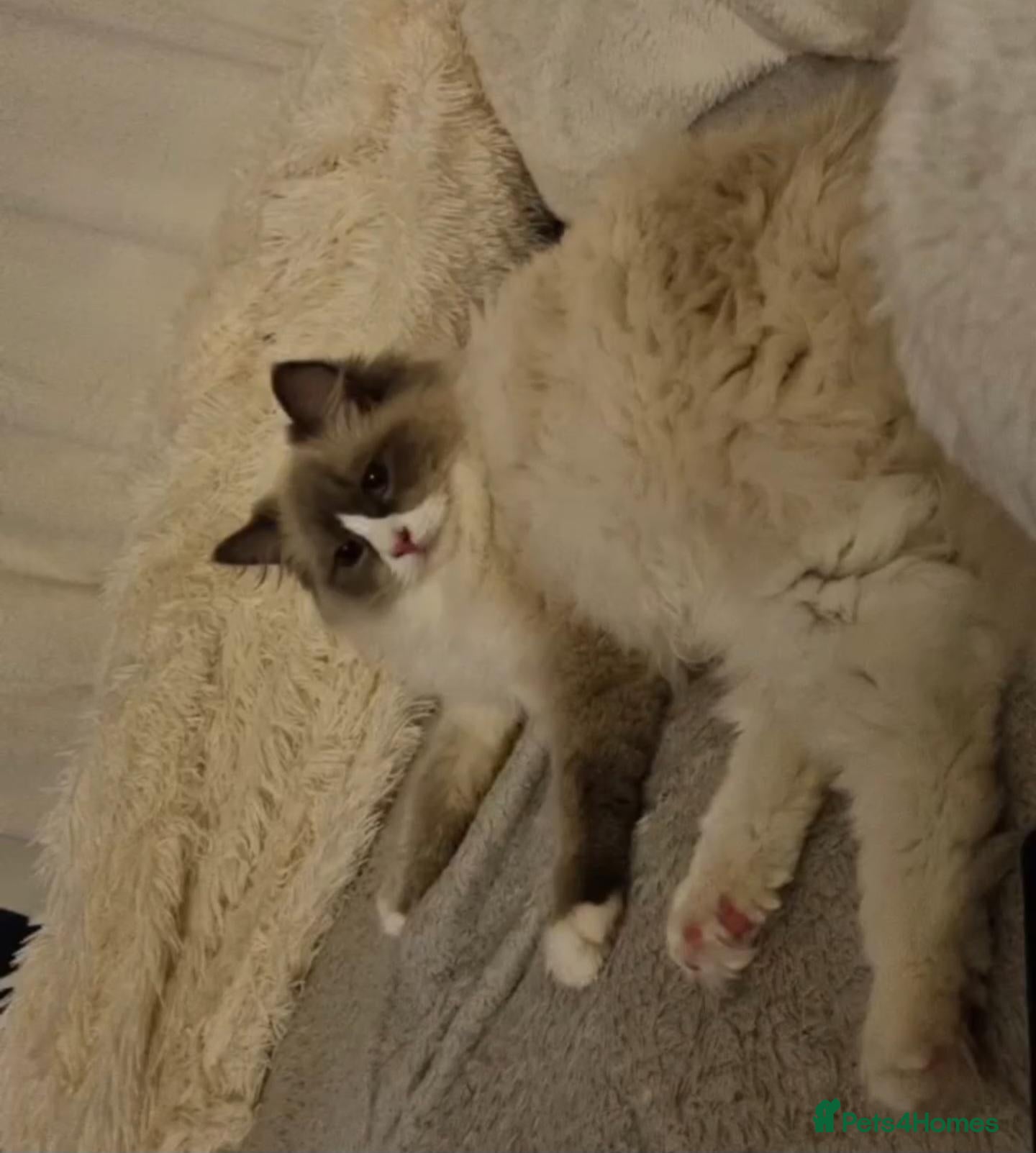 Ragdoll cats Ragdoll kittens 🐾😻 - Advert 1
