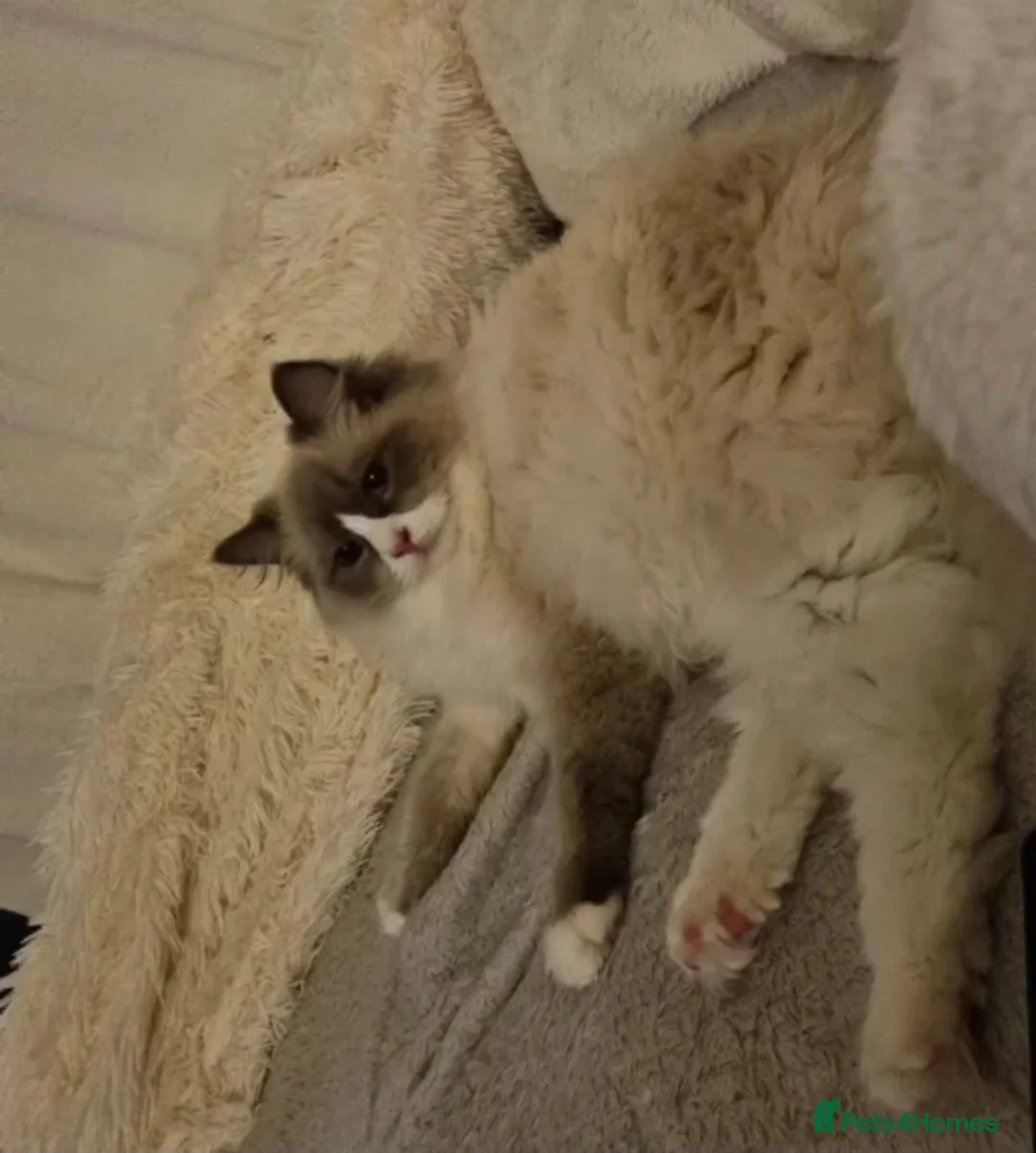 Ragdoll cats for sale: Ragdoll kittens 🐾😻 - Advert 1