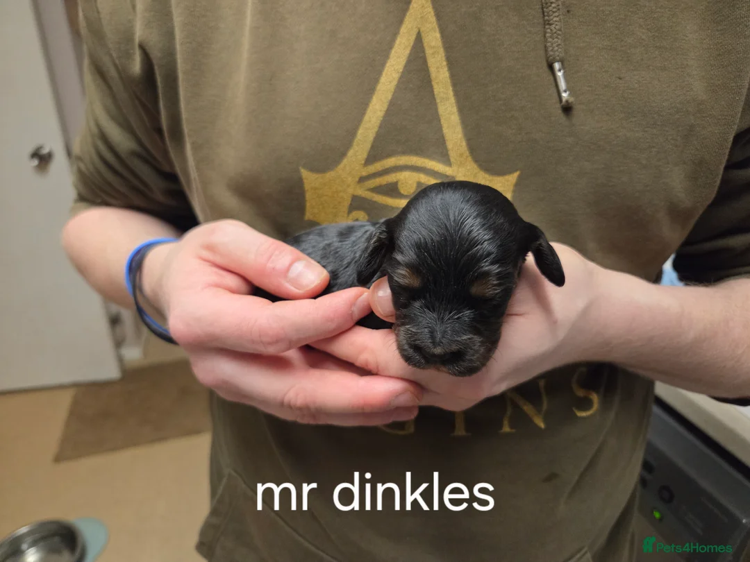 Cocker Spaniel dogs for sale: 8 Beautiful KC Reg Cocker Spaniel Puppies - Advert 17