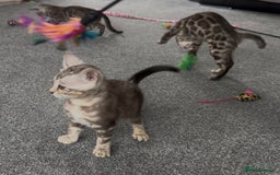 Bengal cats for sale: Well socialised bengal kittens - ready 21/12/25 - Advert 31