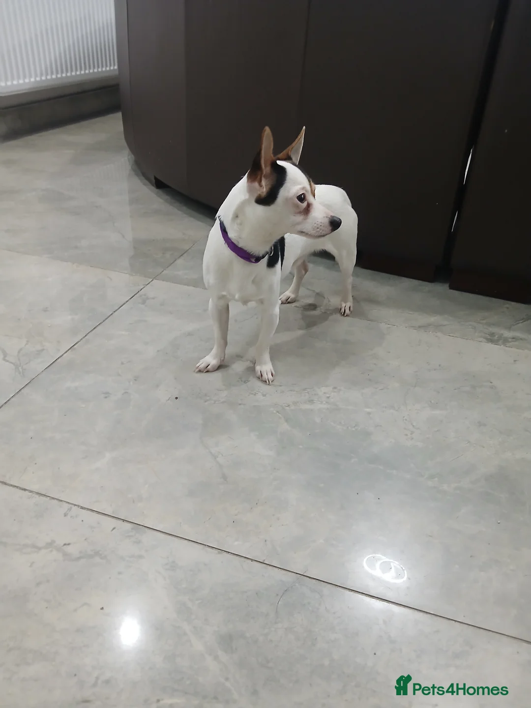 Chihuahua dogs for sale: Chihuahua short coat male Tiny needs new home - Advert 2