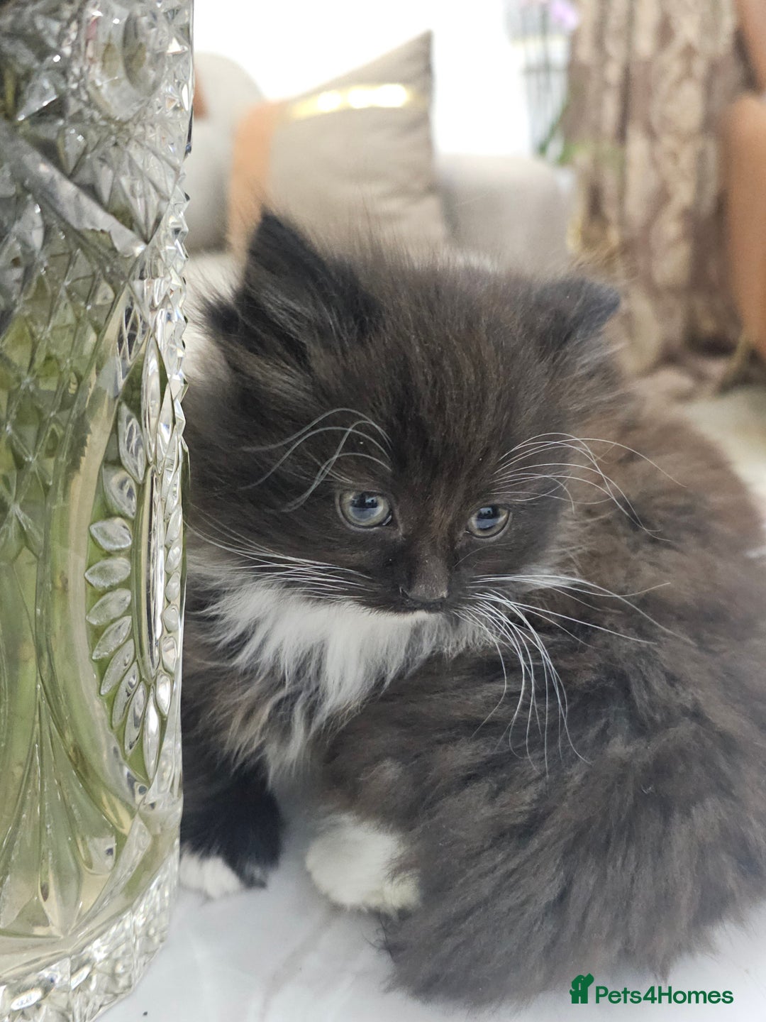 Persian cats for sale: Adorable half perian kittens available now,  - Advert 30