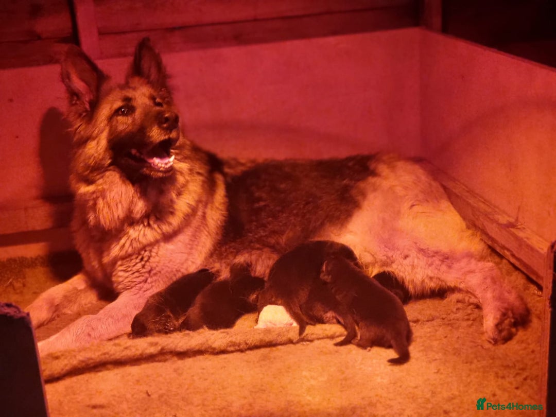German Shepherd dogs for sale: 2 German Shepherd Bitches Ready Now - Image 9