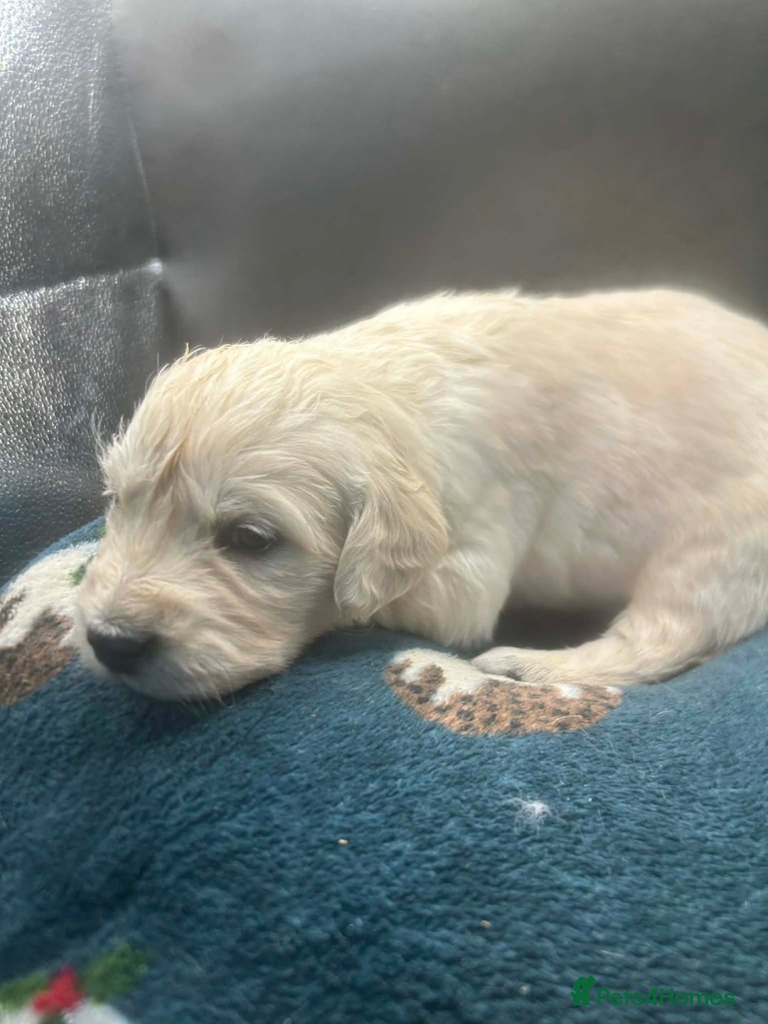 Golden Retriever dogs for sale: Stunning Golden Retrievers. 4 Boys / 4 Girls - Advert 34