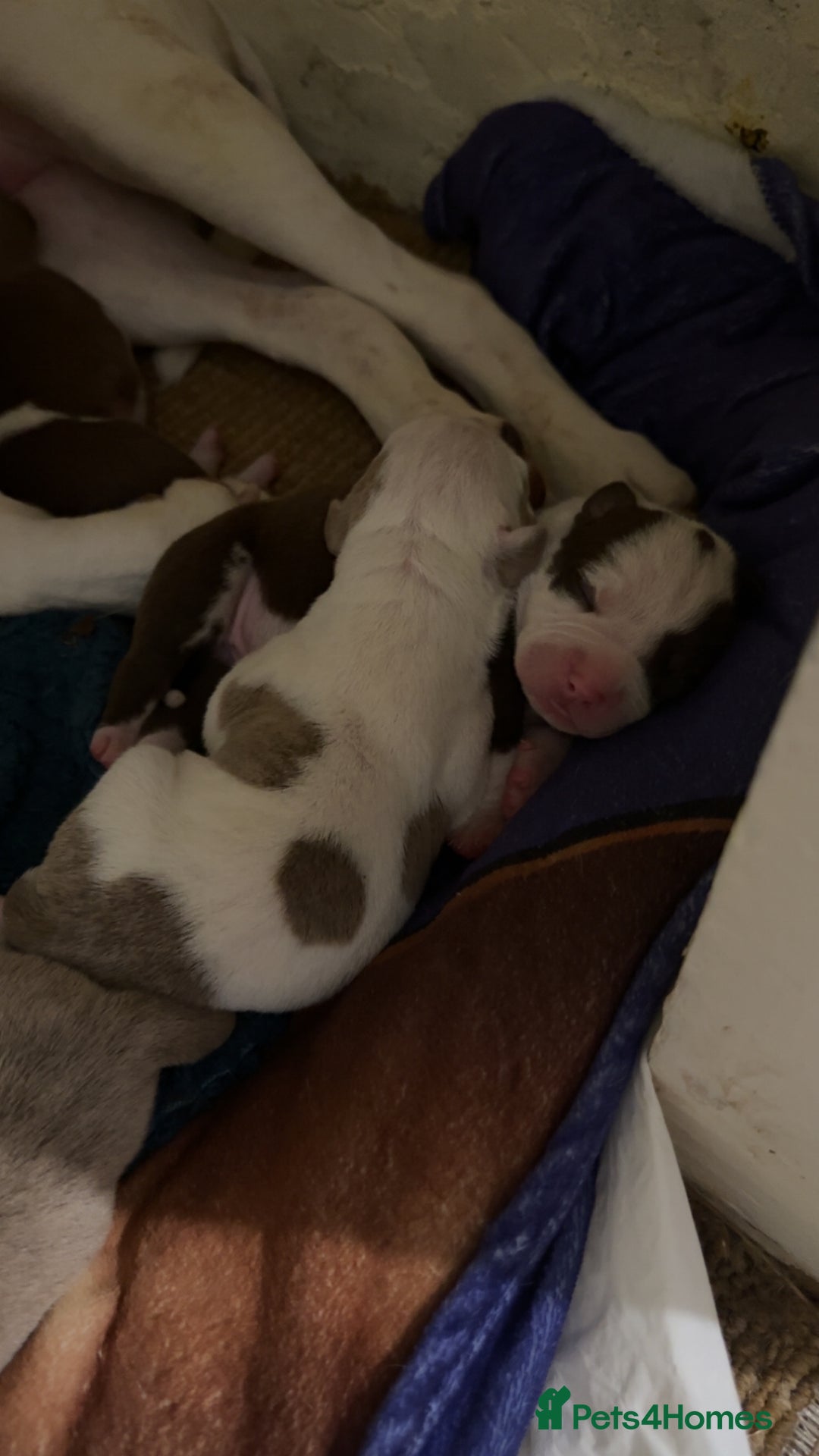 Mixed Breed dogs for sale: Standard bully cross breed - Advert 4