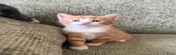 Mixed Breed cats for sale: 3 Kittens looking for their families  - Advert 3