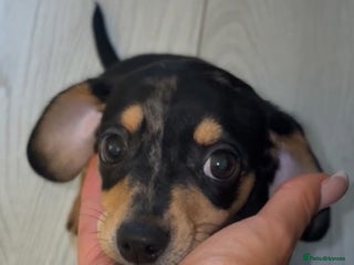 Dachshund dogs Last one Merle mini Dacshund X puppy🐾 - Advert 17
