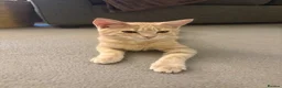 Mixed Breed cats for sale: Male ginger kitten - 5 month old.  - Advert 4