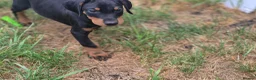 Dobermann dogs for sale: ⭐️⭐️⭐️⭐️⭐️ KC Reg Euro Dobermann male available.  - Advert 12
