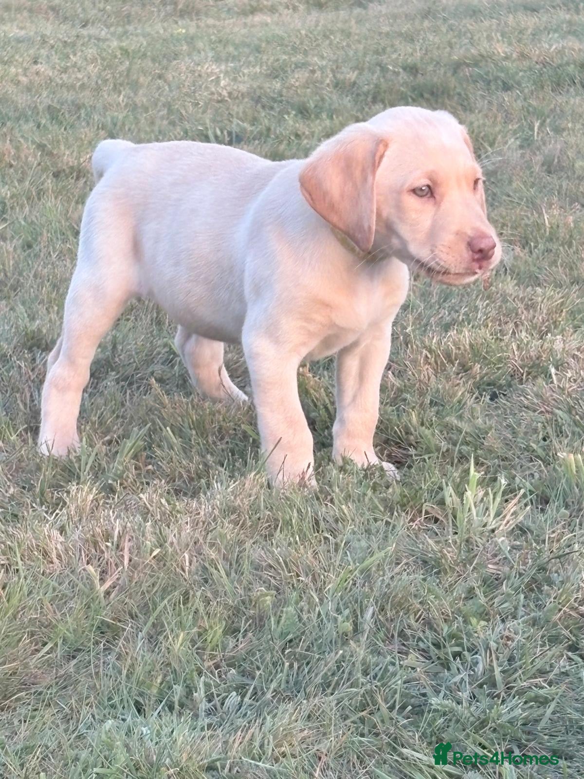 Labrador Retriever dogs Beautiful KC Registered Male Labrador  - Advert 2