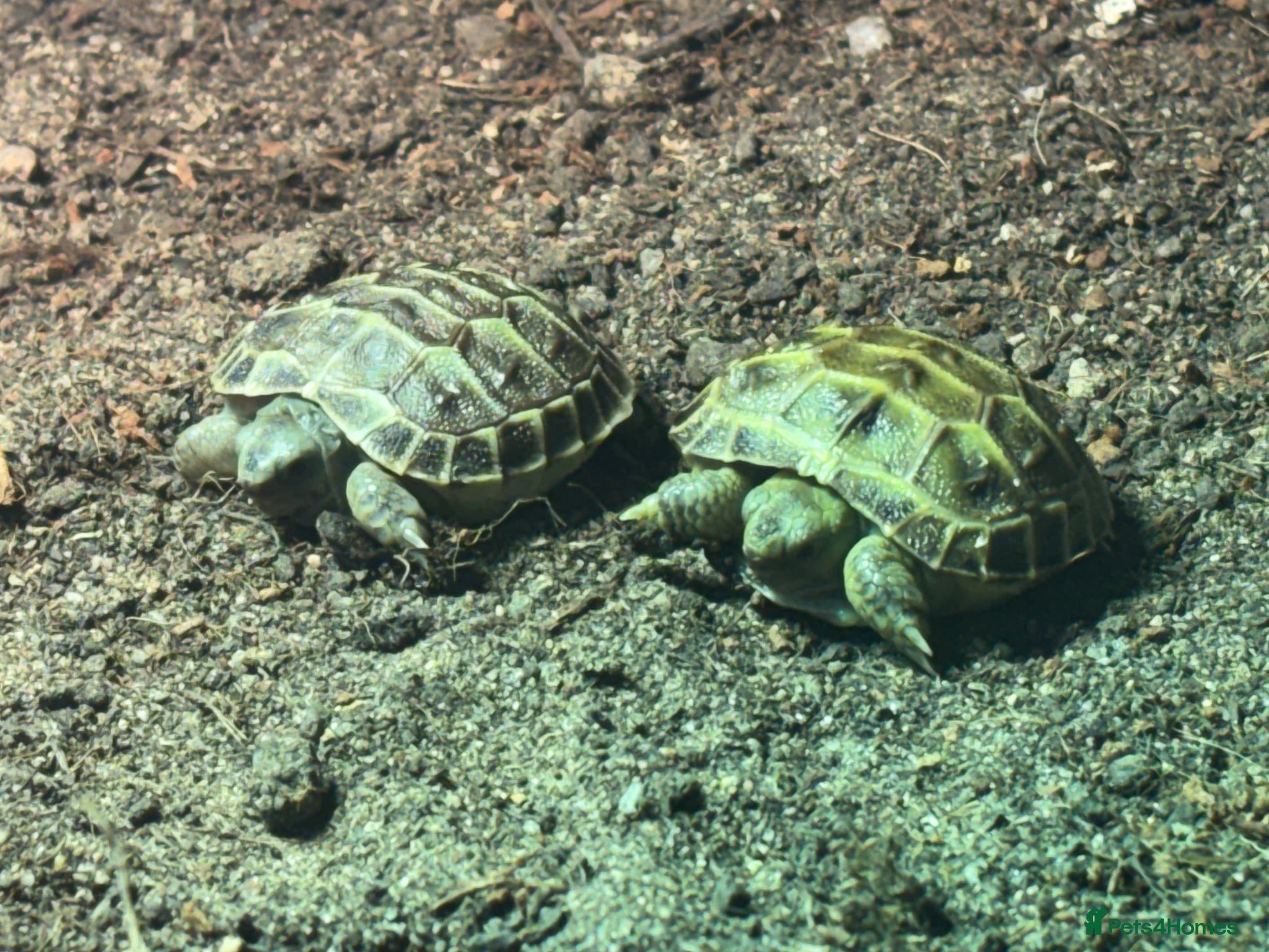 Tortoise reptiles Russian tortoise babies for sale  - Advert 1