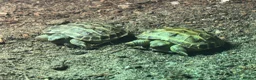 Tortoise reptiles for sale: Russian tortoise babies for sale  - Advert 1