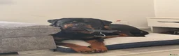 Rottweiler dogs for sale: mr milo in Haverhill - Advert 3