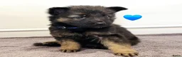 German Shepherd dogs for sale: Kc registered-ready to go-German Shepard puppies  - Advert 2