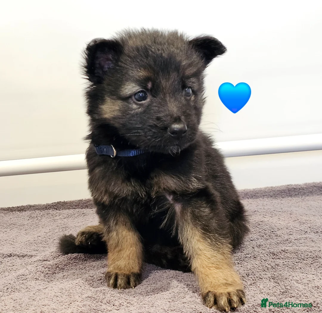 German Shepherd dogs for sale: Kc registered-ready to go-German Shepard puppies  - Advert 2