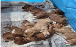 Cockapoo dogs for sale: Beautiful f2 Cockapoo puppies  - Advert 4