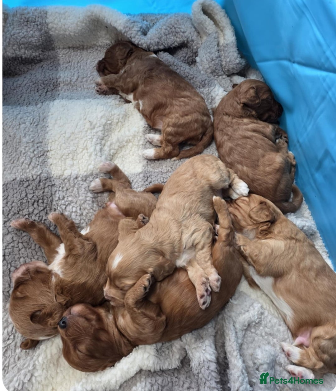 Cockapoo dogs for sale: Beautiful f2 Cockapoo puppies  - Advert 4