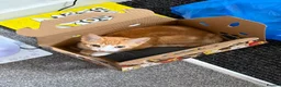 Domestic Shorthair cats for sale: Beautiful Family Friendly Kitten For A New Home - Advert 4