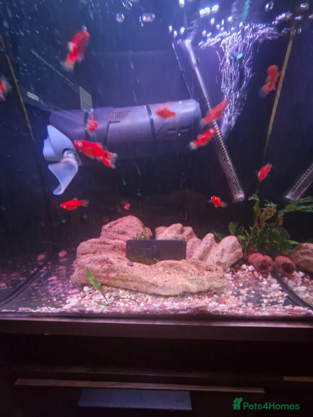 Platies fish for sale: Lovely healthy Platies for sale - Advert 2