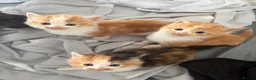 Mixed Breed cats for sale: Beautiful Tabby Cross Ragdoll Kittens  - Advert 14