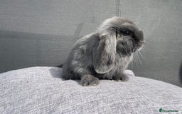 Mini Lop rabbits for sale: Mini Lop Girl READY TO LEAVE NOW - Image 1