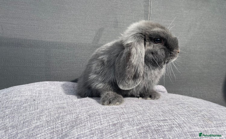 Mini Lop rabbits - Advert 2