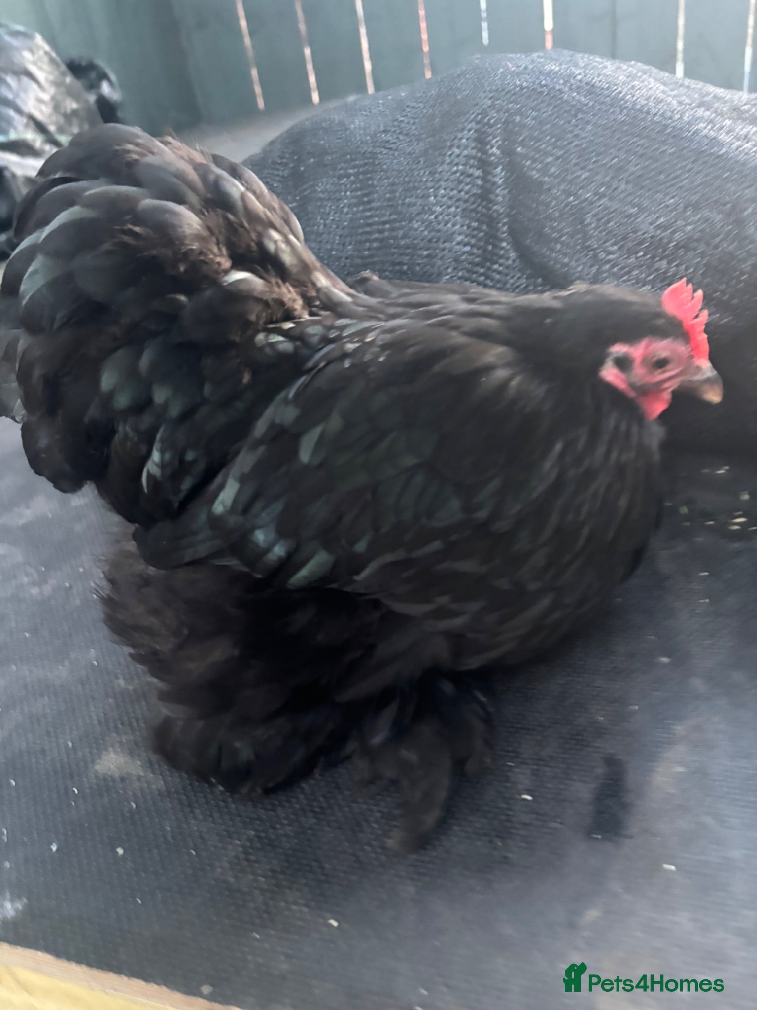 Chickens poultry Stunning show quality black pekin hen just coming - Advert 11