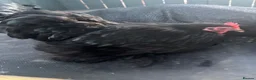 Chickens poultry for sale: Stunning show quality black pekin hen just coming - Advert 1