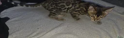 Bengal cats for sale: 2 stunning tica active male kittens. Ready to go - Advert 13