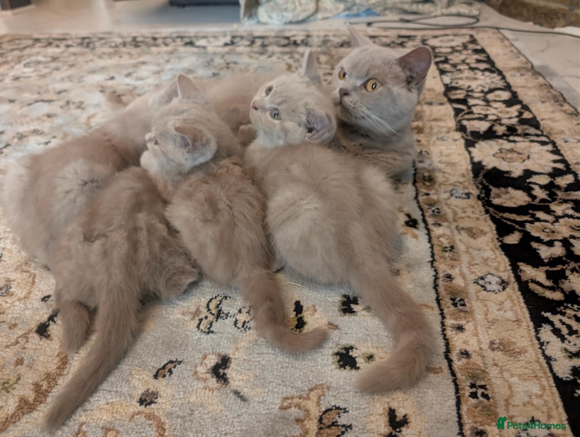 British Shorthair cats for sale: British shorthair  - Advert 3