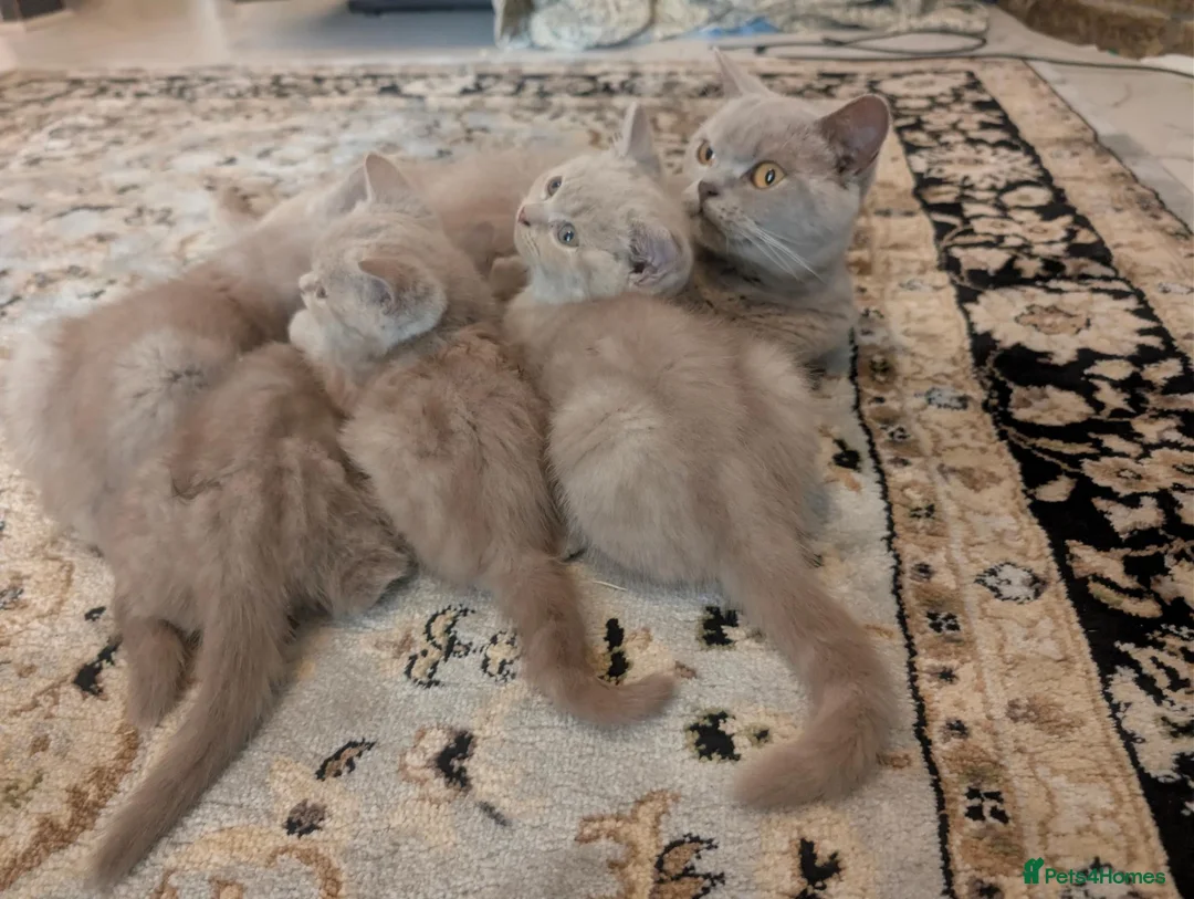 British Shorthair cats for sale: British shorthair  - Advert 1