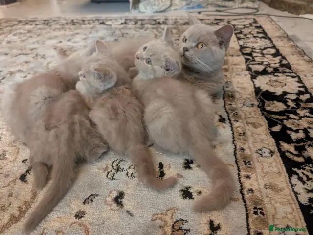 British Shorthair cats for sale: British shorthair - Advert 2