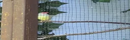 Finches birds for sale: Male star finch - Advert 8
