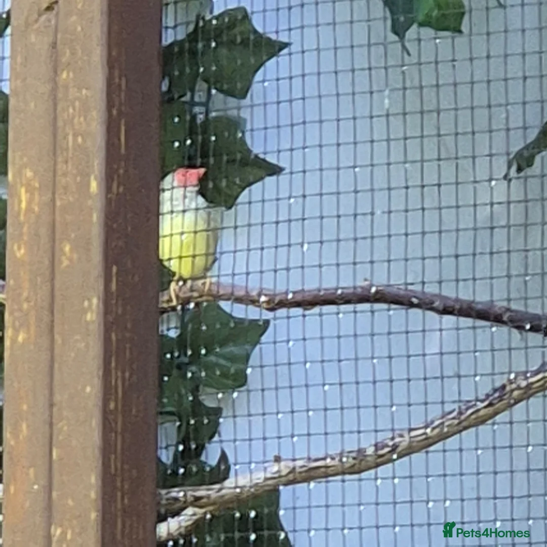 Finches birds for sale: Male star finch - Advert 8