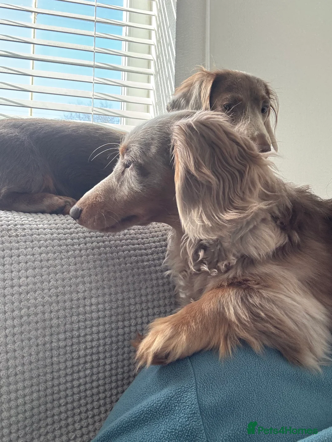 Dachshund dogs for sale: Pedigree KC Reg Mini Daschsunds 5* home only pls - Advert 3