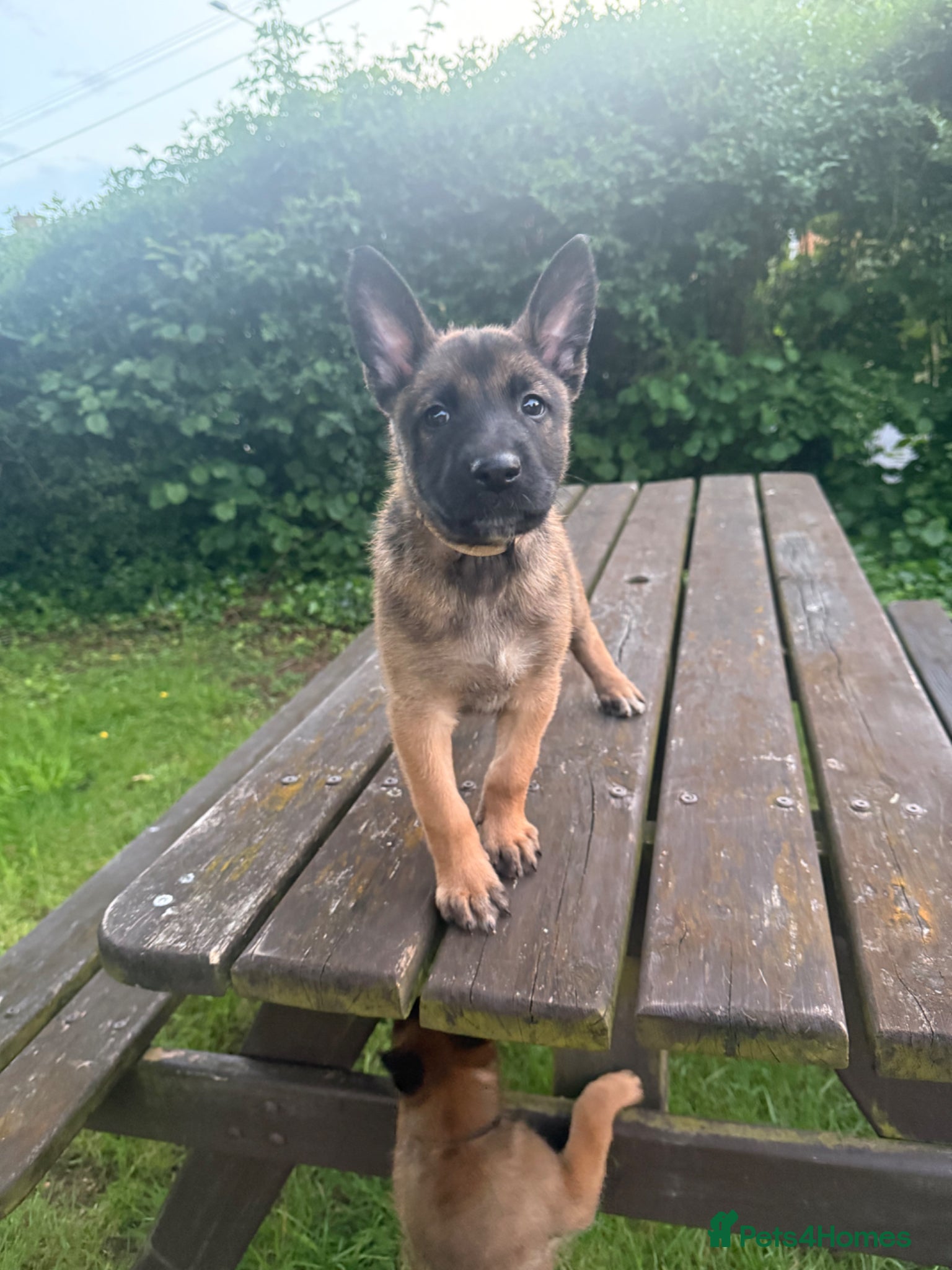 Belgian Shepherd Dog dogs !!1 LEFT!!Belgian malinios puppy - Advert 8