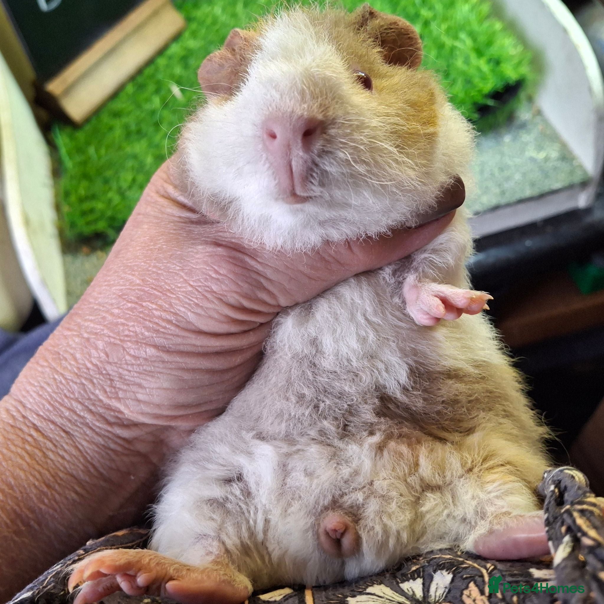 Guinea Pig rodents Attractive baby boy Guinea Pigs - Advert 2