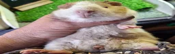 Guinea Pig rodents for sale: Attractive baby boy Guinea Pigs - Advert 7