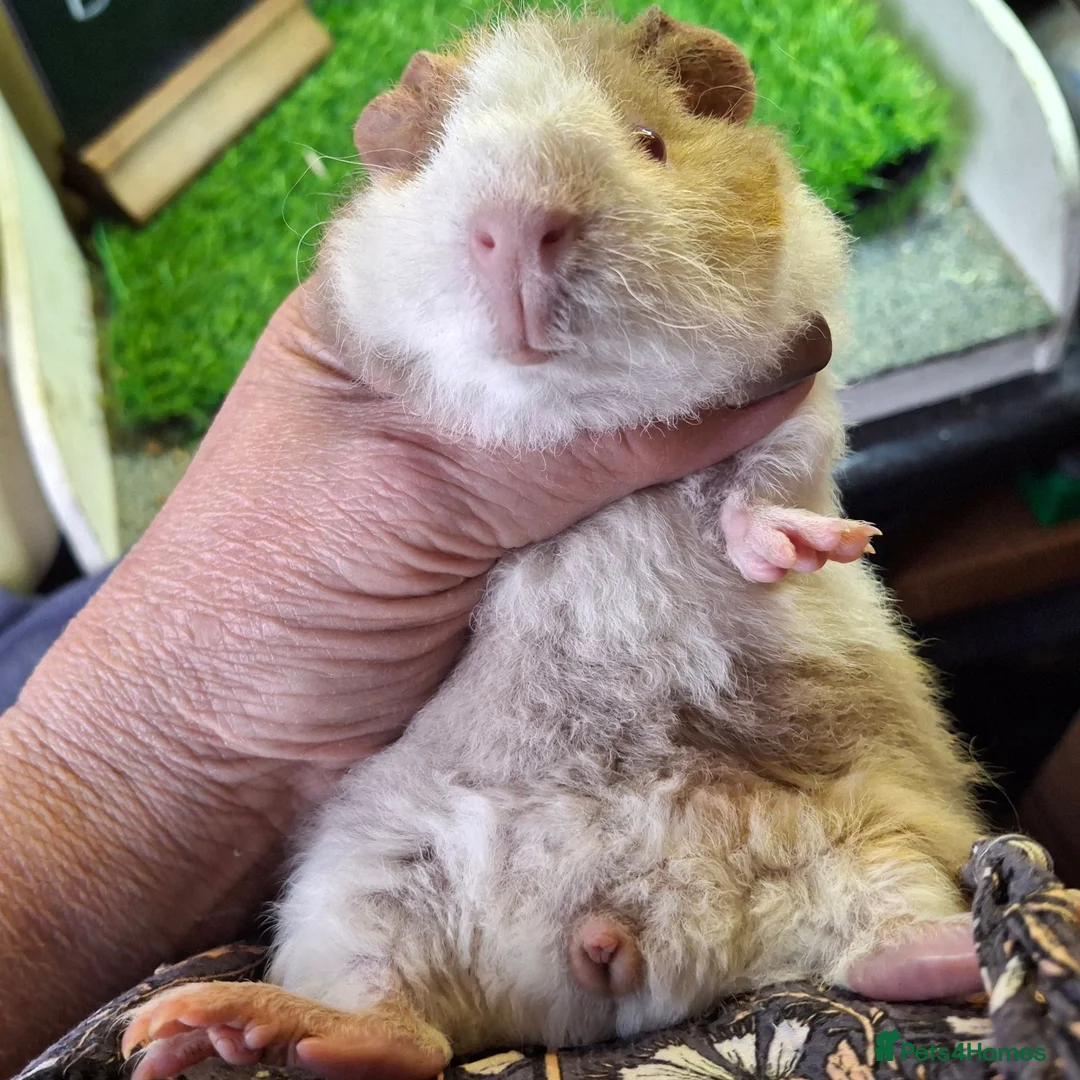 Guinea Pig rodents for sale: Attractive baby boy Guinea Pigs - Advert 1