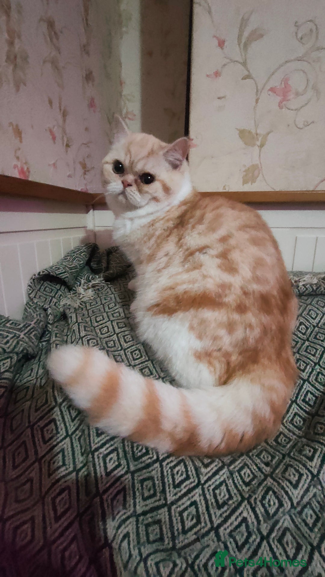 Exotic cats for sale: Two exotic shorthair boys  - Image 9