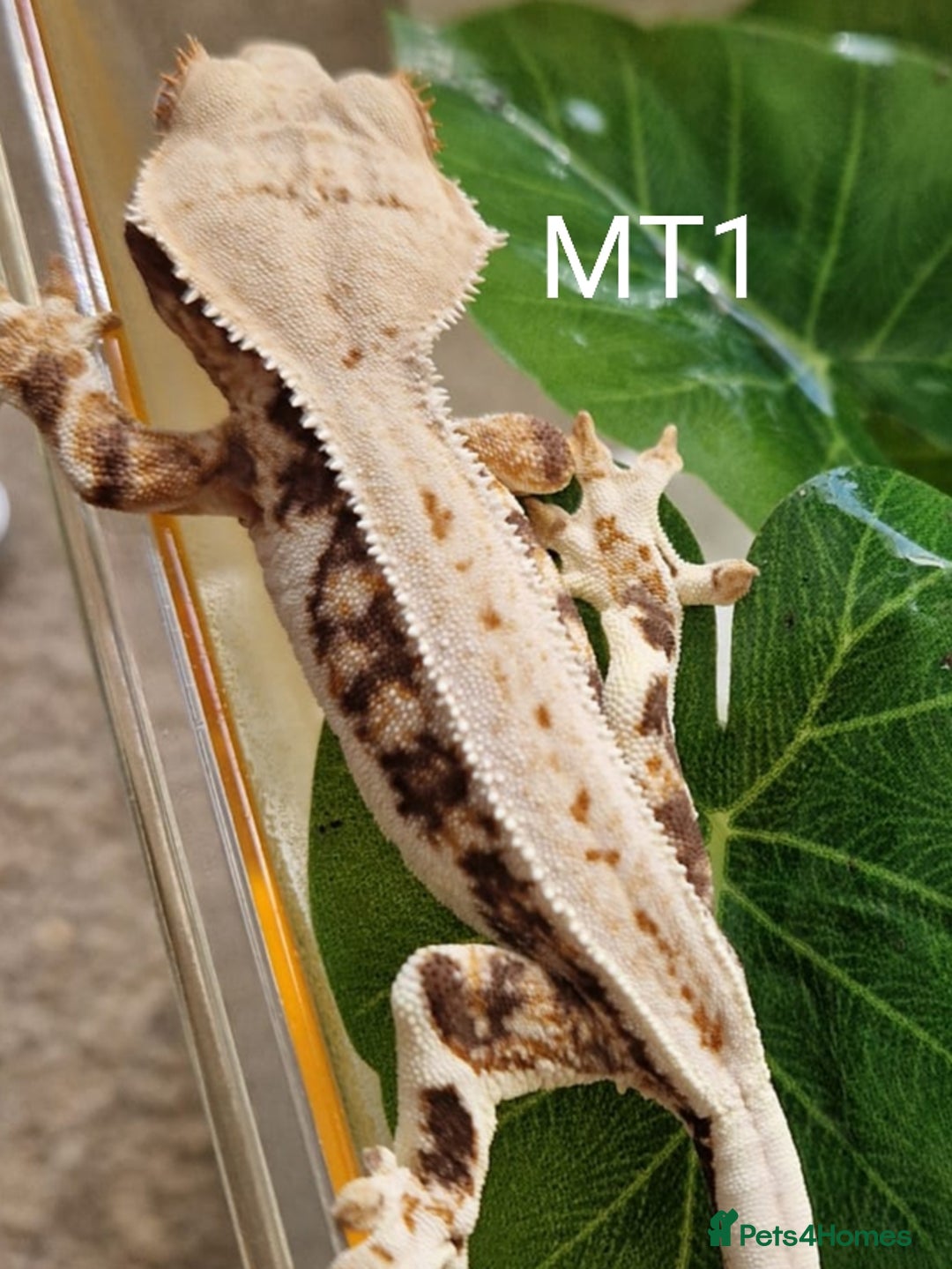 Gecko reptiles for sale: Juvenile Crested Geckos - Image 21